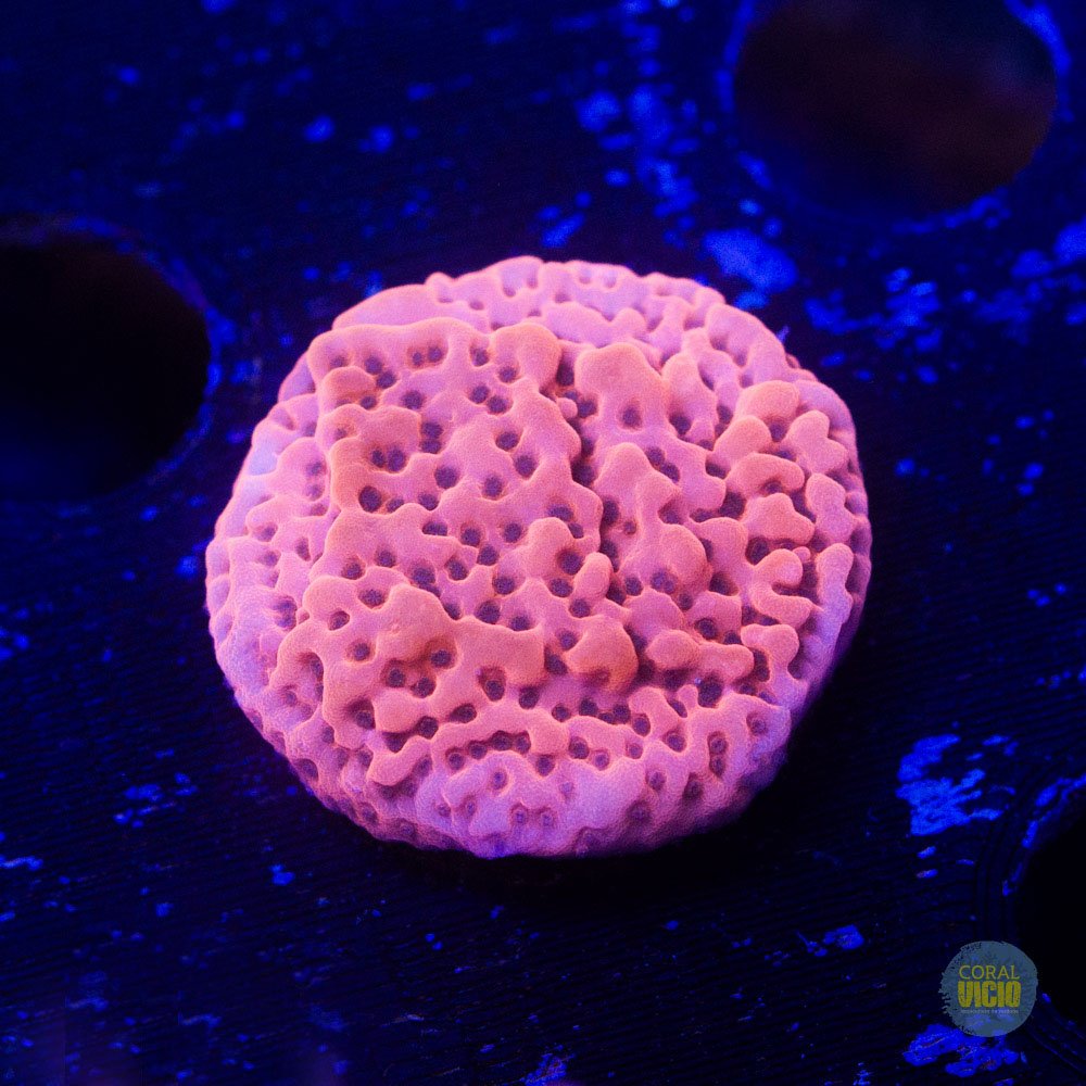 WWC Cherry Three Monti | CORAL VÍCIO AQUICULTURA