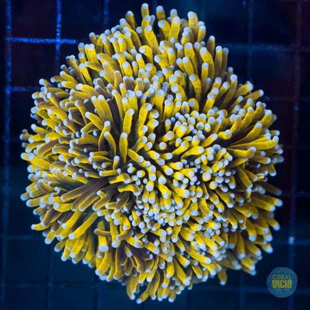 venda-de-corais-5-26