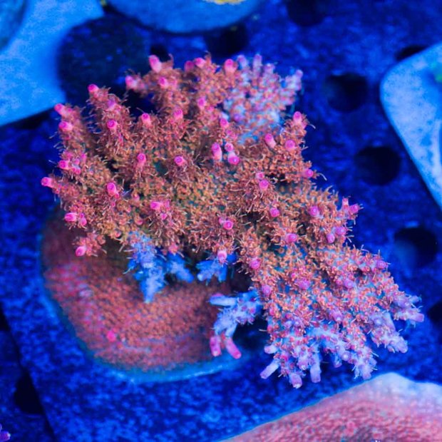 venda-de-corais-56-4