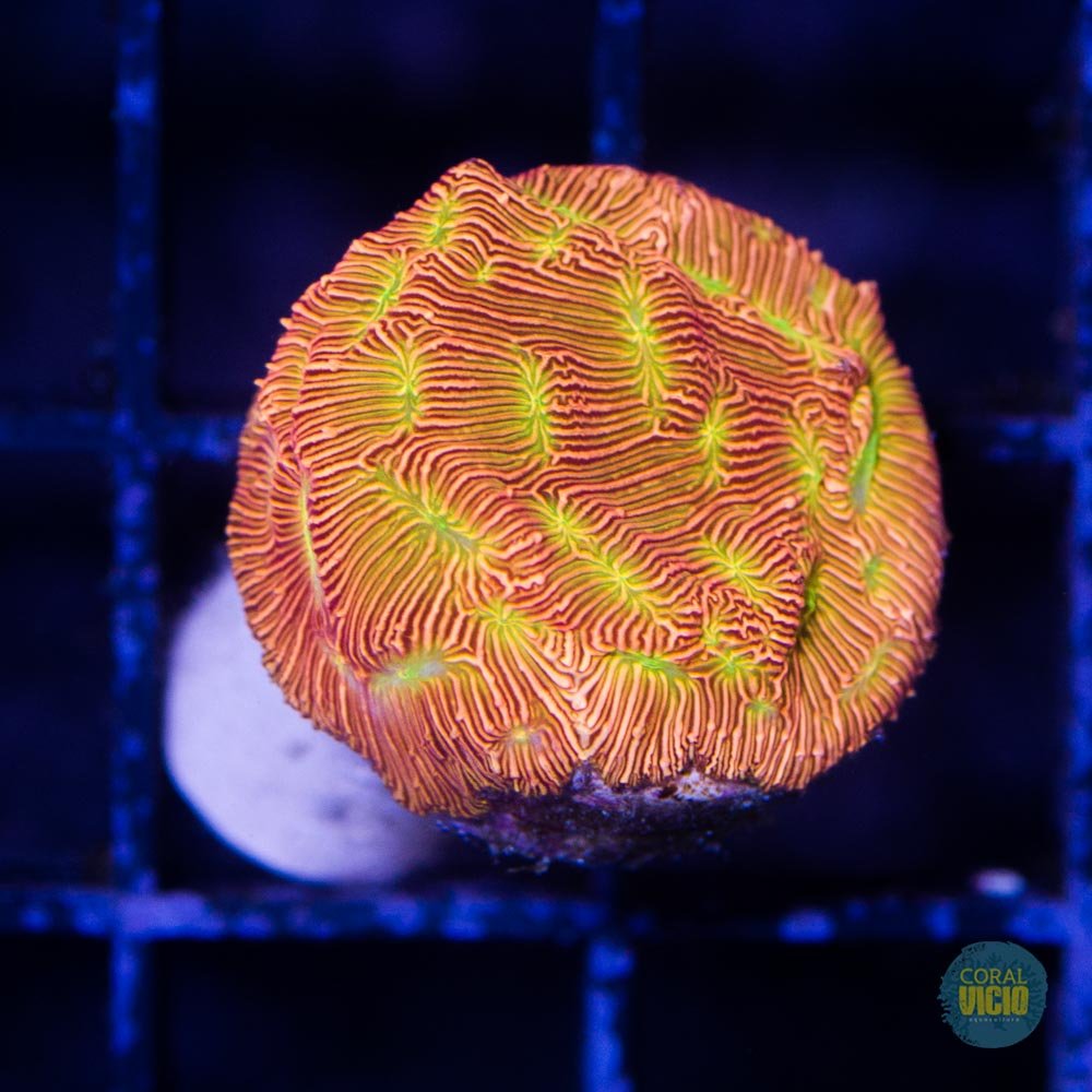Coralꪔ̤̫ Leptoseris Jack O´Lantern | CORAL VÍCIO AQUICULTURA