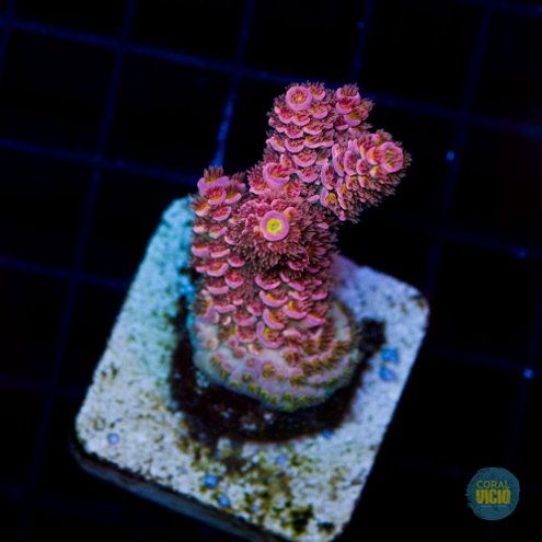 venda-de-corais-57
