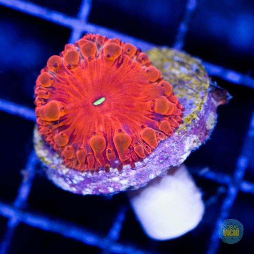venda-de-corais-59