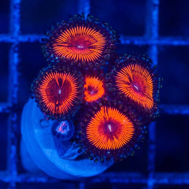 venda-de-corais-60-2