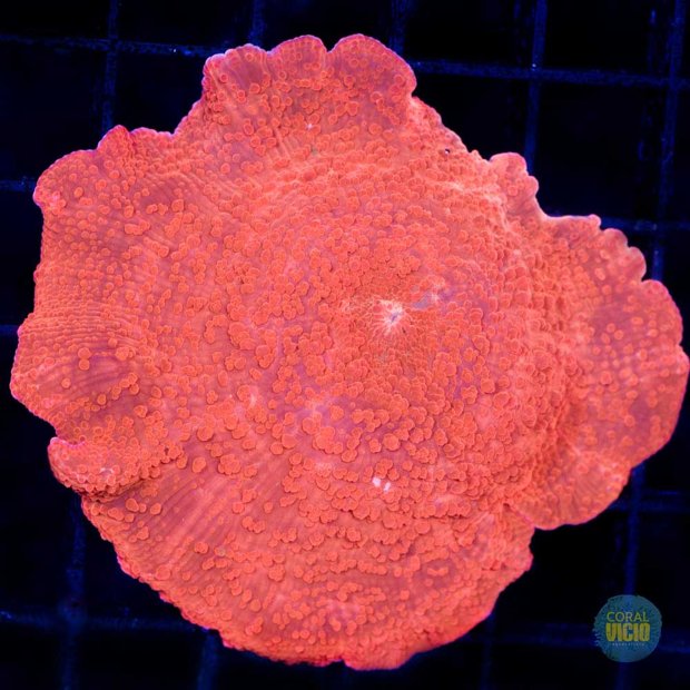 venda-de-corais-61-6