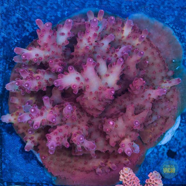 CV Bali Loripes  3 cm