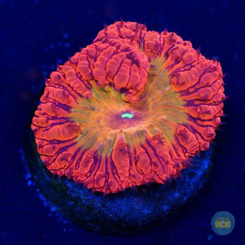 venda-de-corais-67