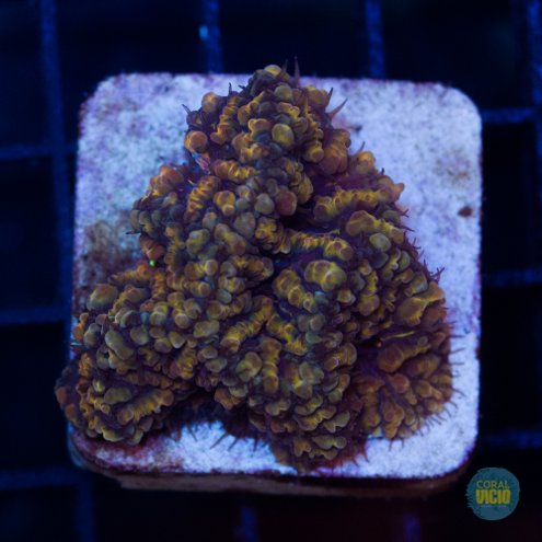 venda-de-corais-6