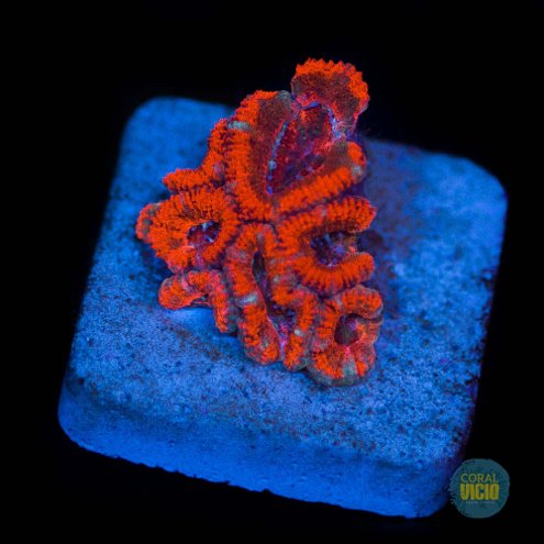 venda-de-corais-7-10