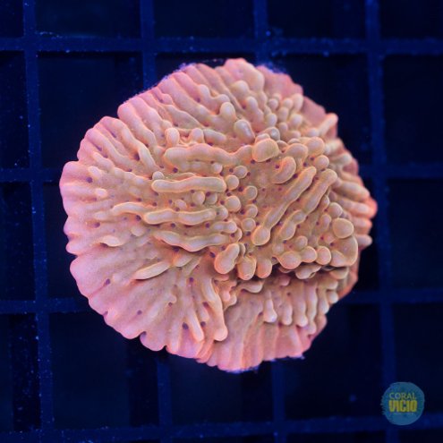 venda-de-corais-7-19