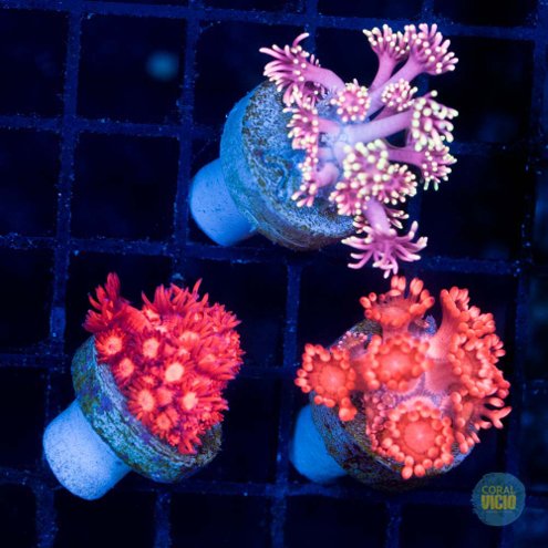venda-de-corais-7-3