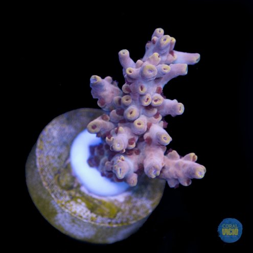 venda-de-corais-8-34