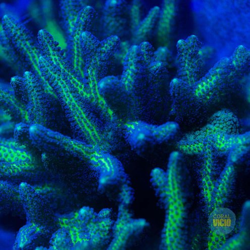 venda-de-corais-88-1