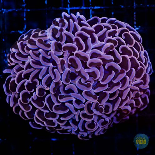 venda-de-corais-9-16