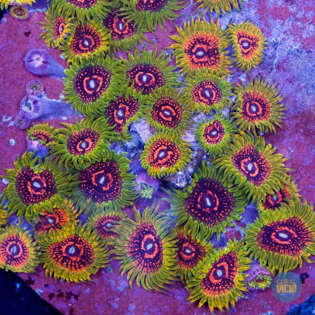 venda-de-corais-9-22