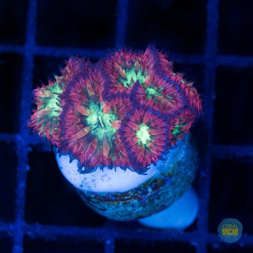 venda-de-corais-9-5