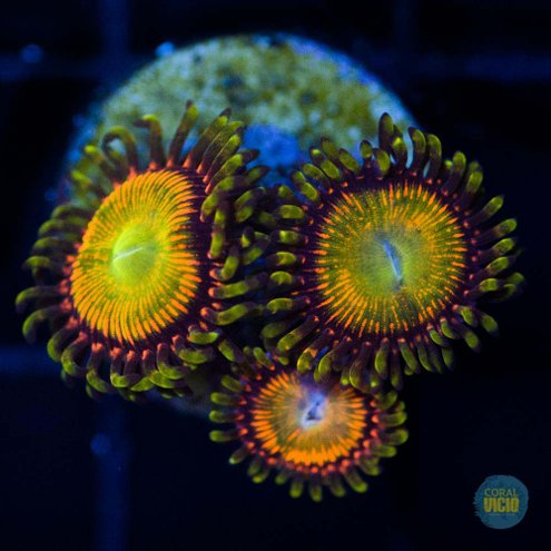 vendas-de-corais-51-1