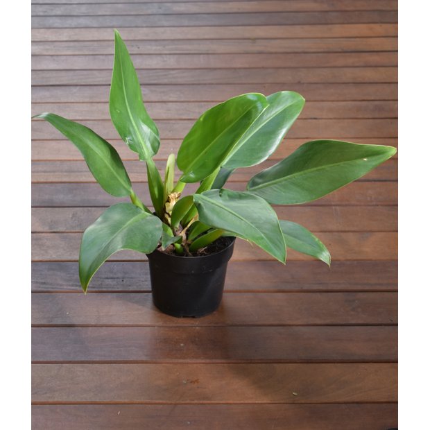 giganteum philodendron Philodendron Giganteum Variegata albo