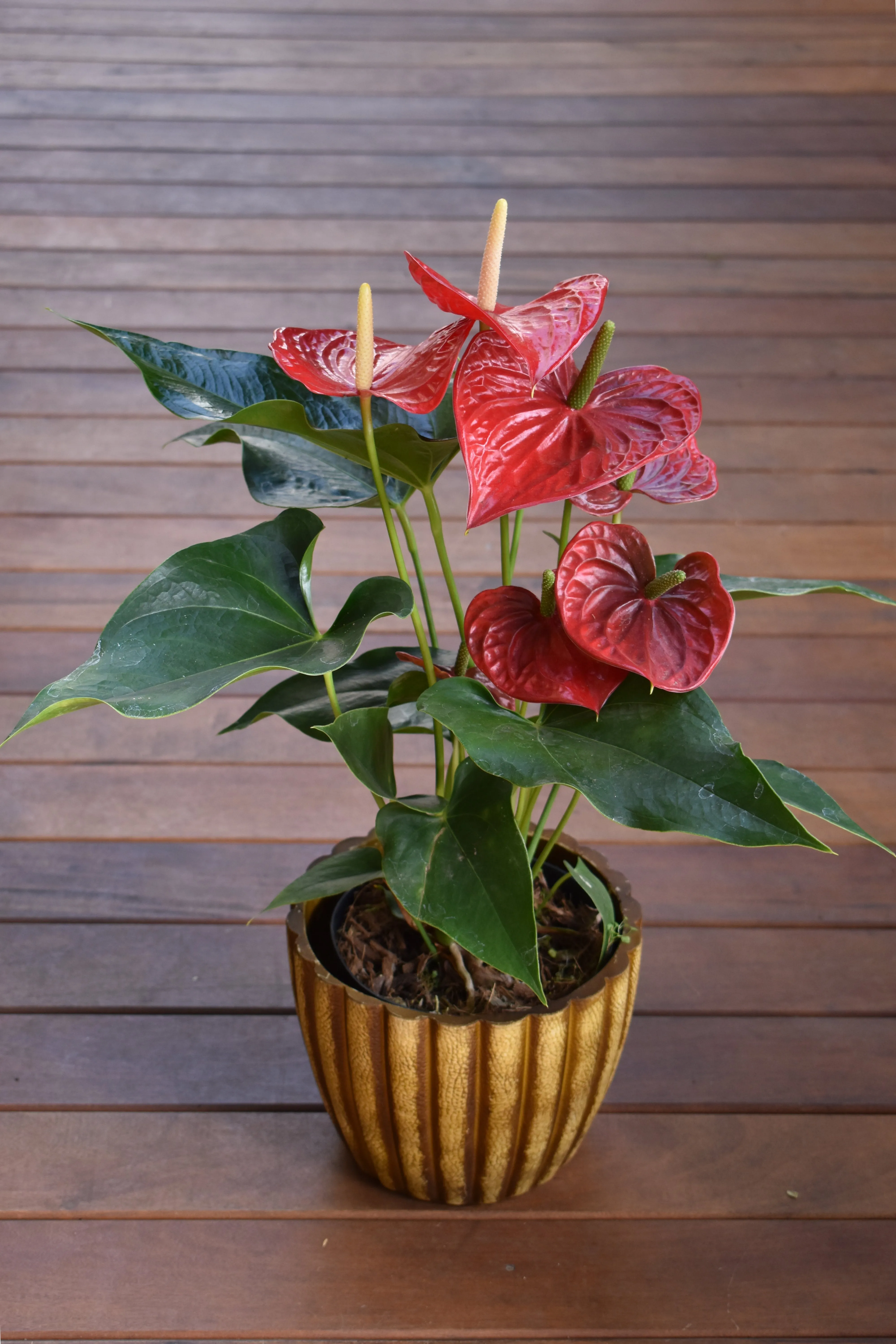 Antúrio Vermelho Grande (Anthurium)