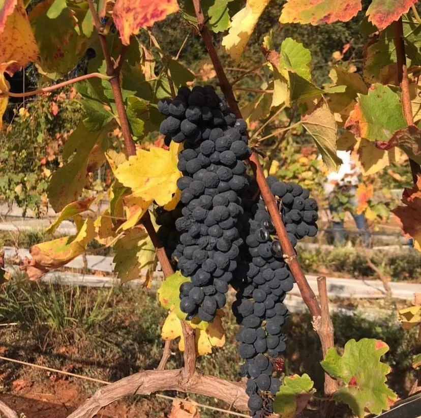 Syrah: a uva queridinha da região Sudeste do Brasil | Armazém Nacional