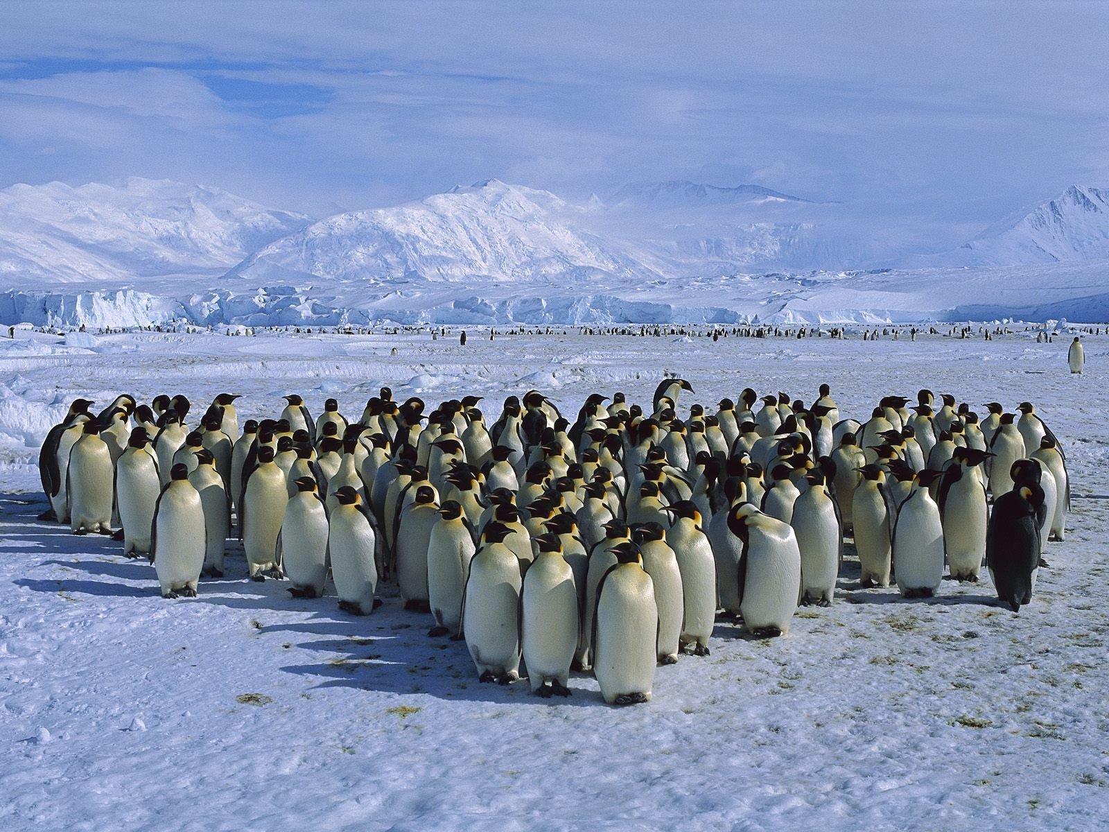 penguin-colony-7dft6