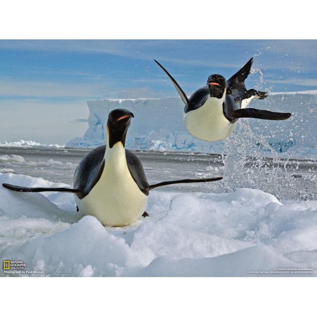 02-airborne-penguin-exits-water-1600-1