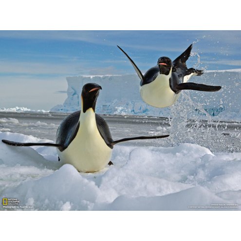 02-airborne-penguin-exits-water-1600-2
