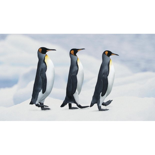 8589130482049-penguin-wallpaper-hd-2