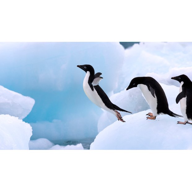 adelie-penguin-facts-1