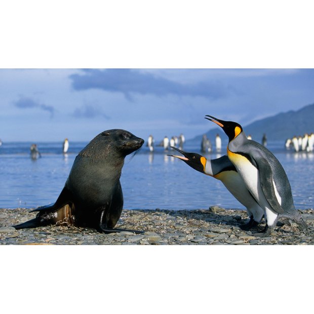 antarctic-penguin-1920x1080-91391-2