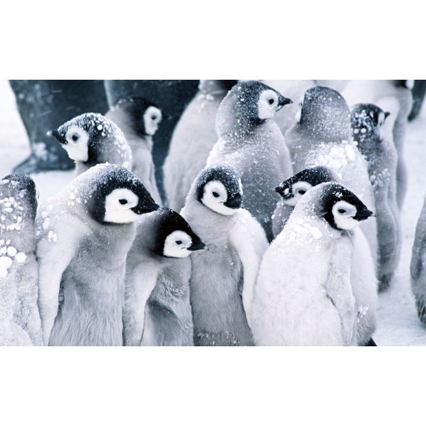 colony-of-penguins-in-the-snow-15944-1