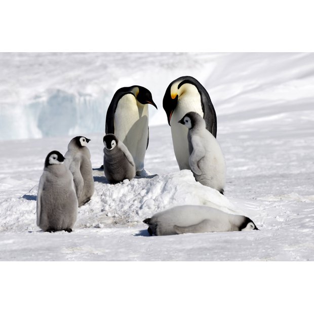 emperor-penguin-voyages-ross-sea-c-polar-news-heiner-rosamaria-kubny-kaiser-15x10-1