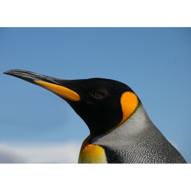 kingpenguin-2
