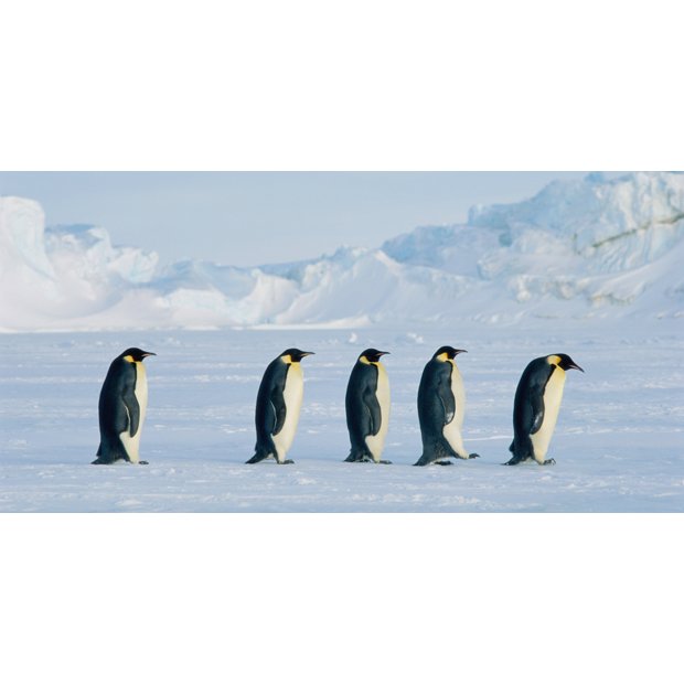 o-emperor-penguin-facebook-2