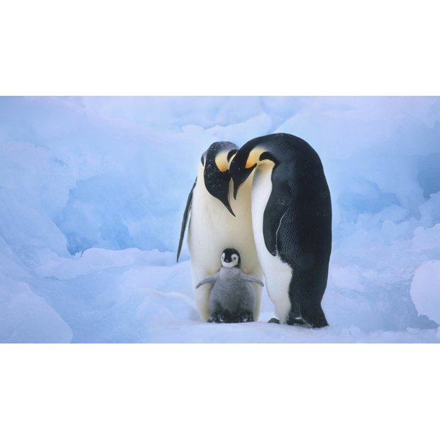 penguin-195632-1920x1080-1