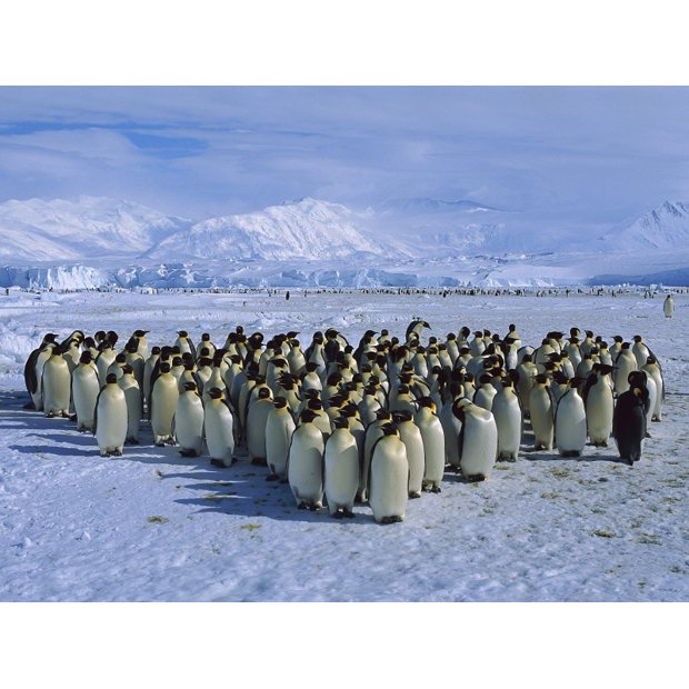 penguin-colony-2