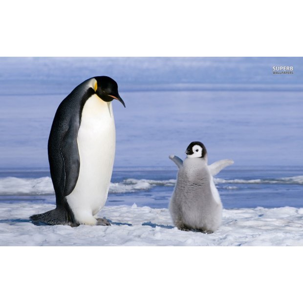 penguin-with-chick-17660-1280x800