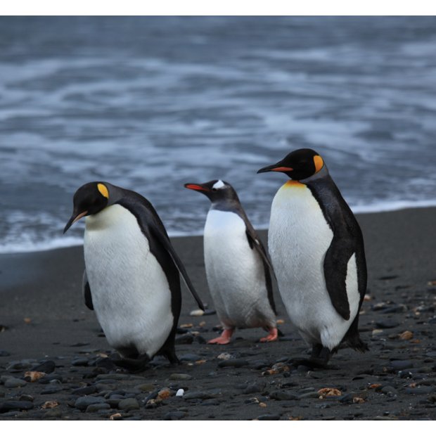 penguins-walking-moltke-harbour-south-georgia-british-overseas-territory-uk-8