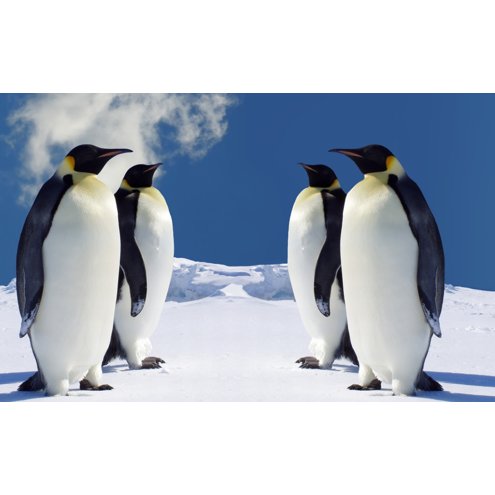 penguins-wallpaper-38980