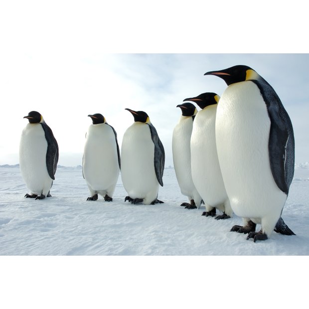 six-emperor-penguins