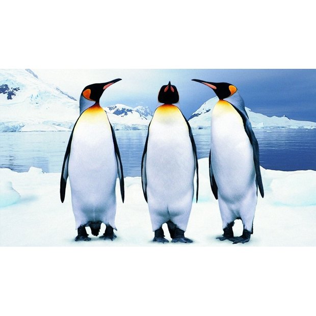 three-penguin-116275-1920x1080