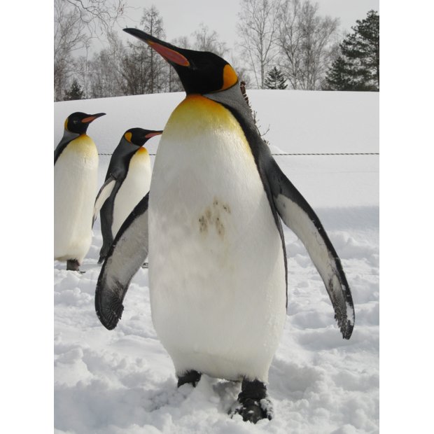 walking-ohsama-penguin-at-asahiyama-zoo-1
