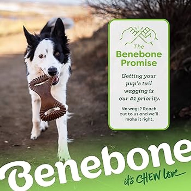 Benebone Dental Chew Bacon G | Box Natural Pet