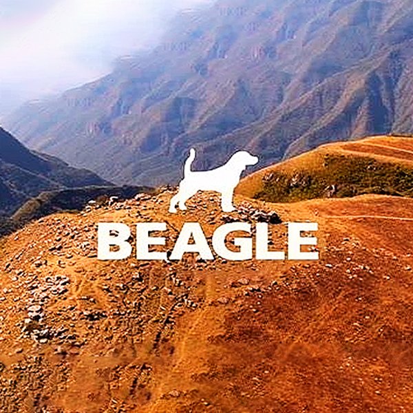 beagle-600x600-1
