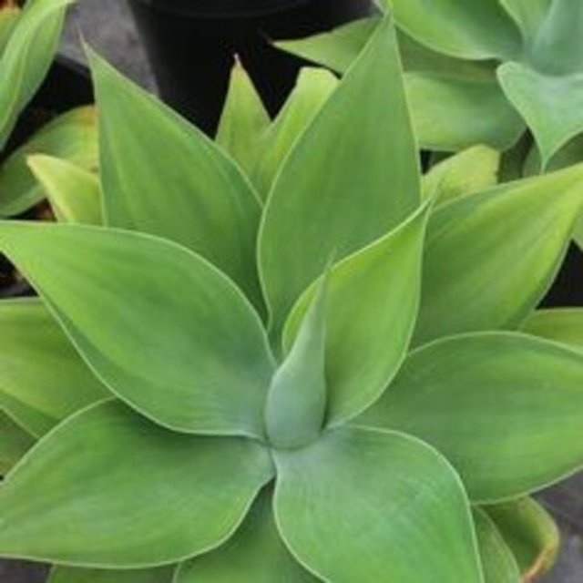 Agave Attenuata Salm-Dyck - Agave Drago | Chrys Garden