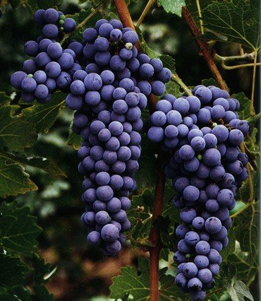 cabernet-sauvignon-vinho