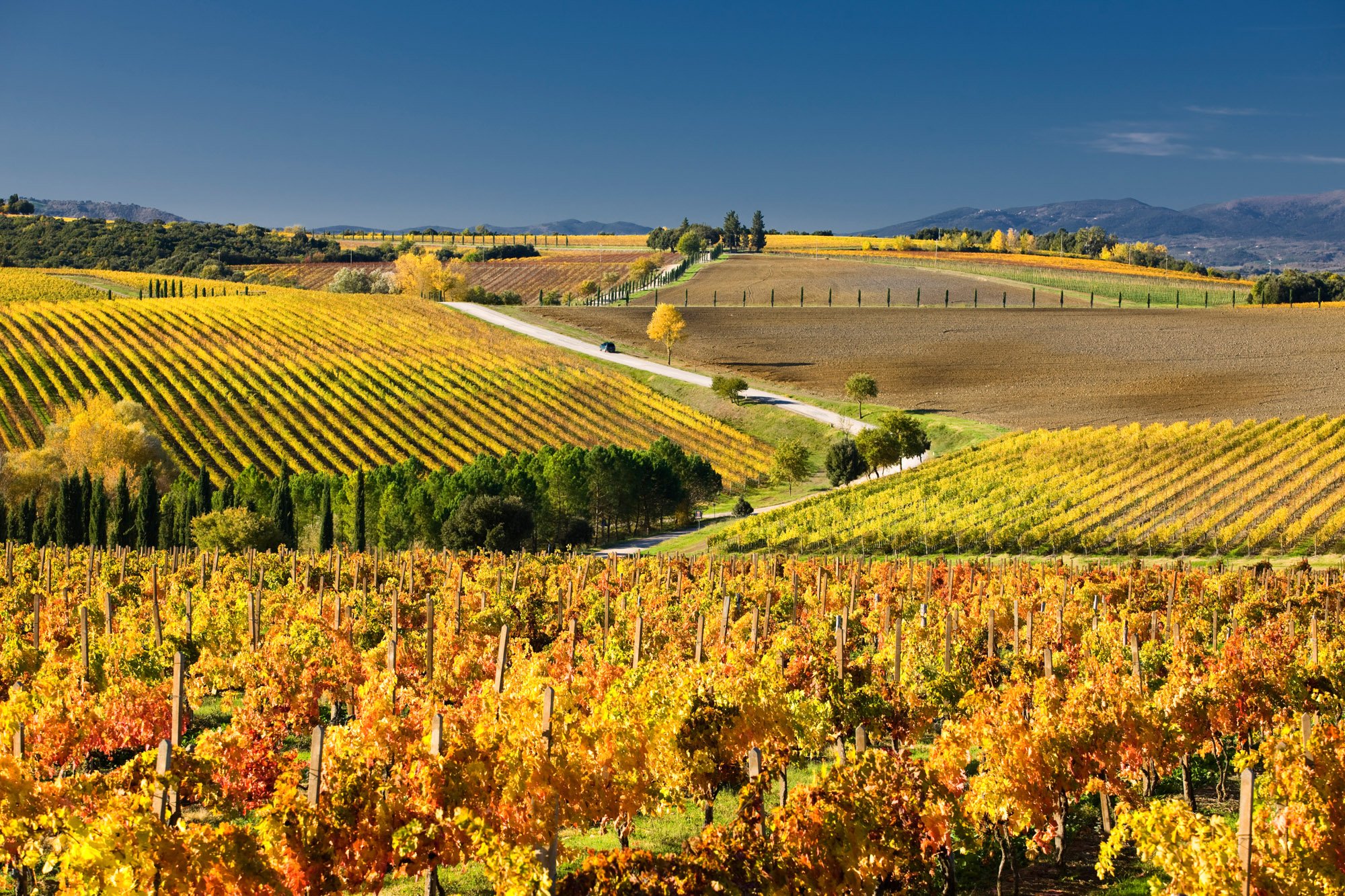 Enoturismo: melhores destinos para os amantes dos vinhos