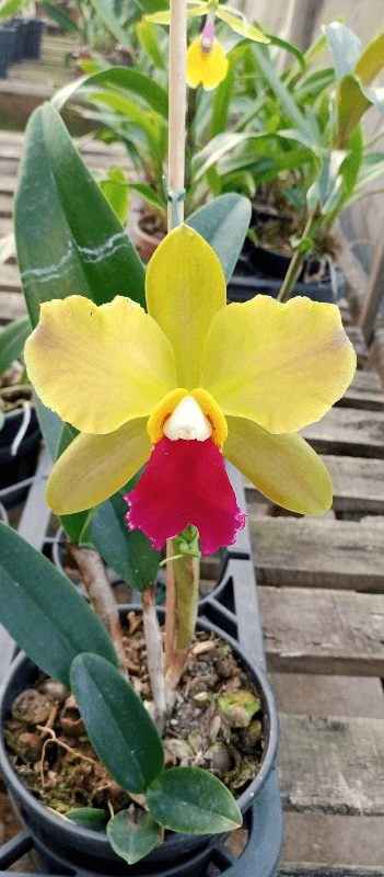 Blc. Chinese Bronze x Blc. Toshie Aoki | Orquidário Monte Negro