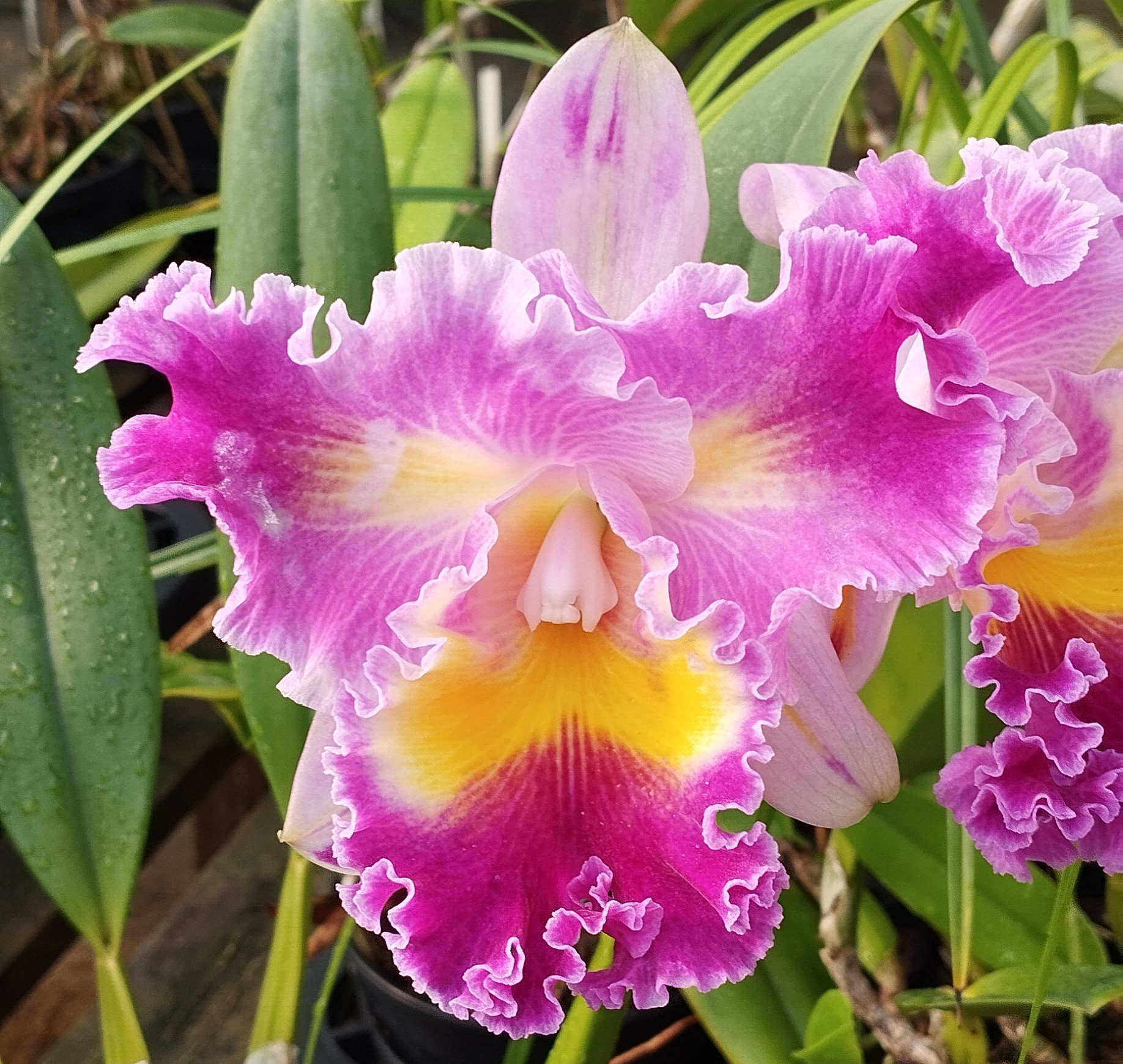 Lc. Colorama x Lc. Irene Finney | Orquidário Monte Negro