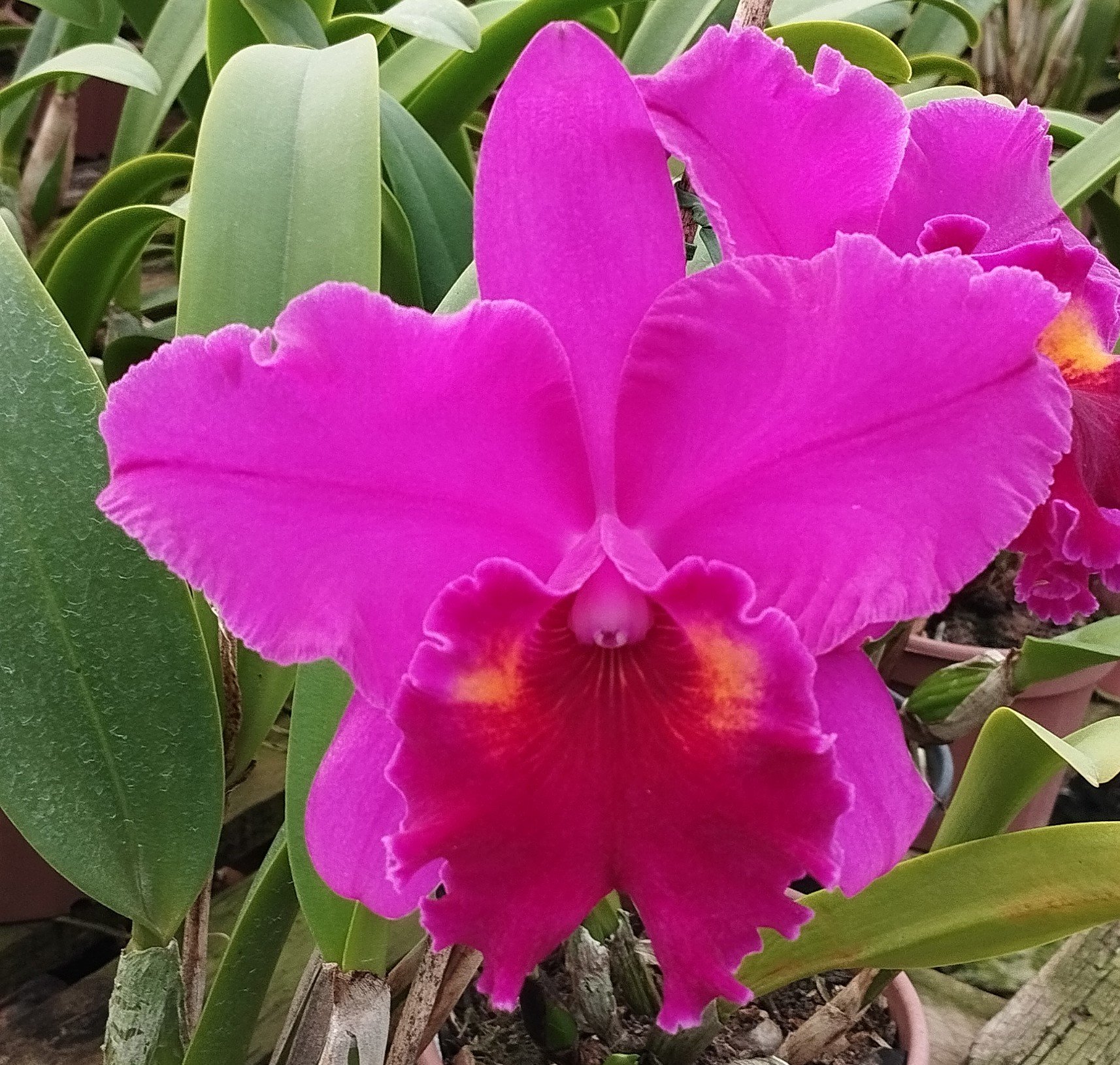 Blc. Heron's Roon 