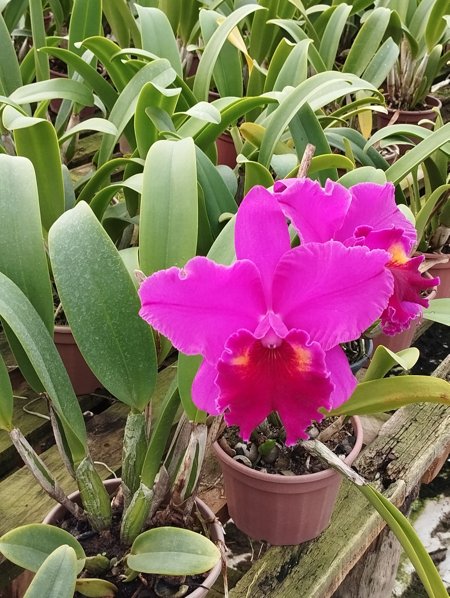 Blc. Heron's Roon 